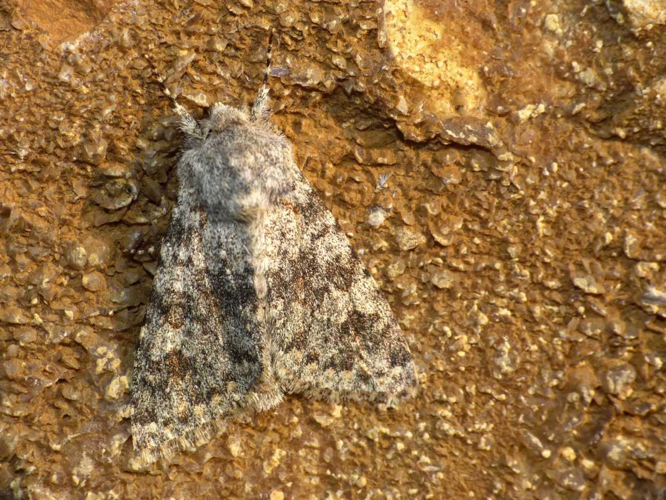 Farfalle al sole su una pietra: Polymixis rufocincta
